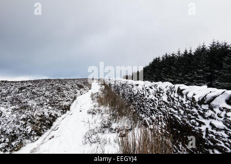 Longridge cadde, foresta di Bowland, Lancashire, Regno Unito. 18 gennaio 2015. Meteo news. Un freddo giorno di fells nella foresta di Bowland. La neve nella foresta e sul cadde rende una pittoresca scena. Credito: Gary Telford/Alamy live news Foto Stock