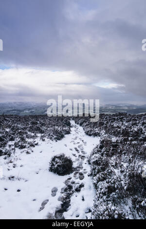 Longridge cadde, foresta di Bowland, Lancashire, Regno Unito. 18 gennaio 2015. Meteo news. Un freddo giorno di fells nella foresta di Bowland. La neve nella foresta e sul cadde rende una pittoresca scena. Credito: Gary Telford/Alamy live news Foto Stock