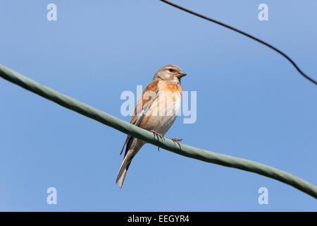 Linnet (Acanthis cannabina).uccello selvatico in un habitat naturale maschio Foto Stock