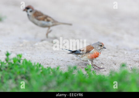 Linnet (Acanthis cannabina).uccello selvatico in un habitat naturale. Foto Stock