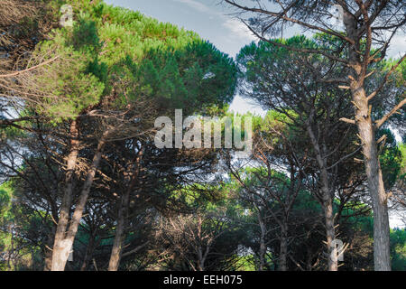 Toscana folto della foresta di pini, Italia Foto Stock