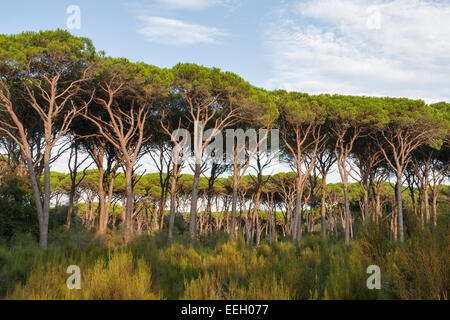 Toscana paesaggio forestale con parasol pines, Italia Foto Stock