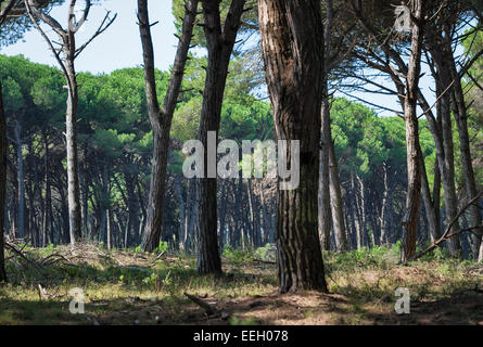 Toscana paesaggio della foresta di pini, Italia Foto Stock