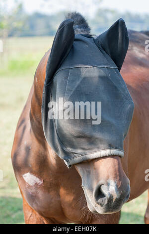 Cavallo marrone vestita di nero volare maschera per proteggere il viso da mosche, primo piano Foto Stock