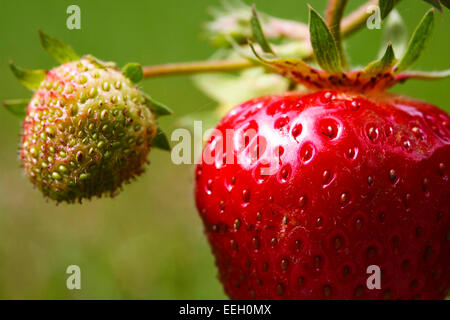 Mature e i frutti acerbi su una fragola elsanta di crescita della pianta Foto Stock