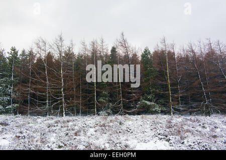 Longridge cadde, foresta di Bowland, Lancashire, Regno Unito. 18 gennaio 2015. Meteo news. Un freddo giorno di fells nella foresta di Bowland. La neve nella foresta e sul cadde rende una pittoresca scena. Credito: Gary Telford/Alamy live news Foto Stock