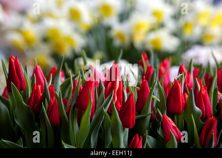 Primavera giardino tulipani tulipani rossi fiori fioritura narcisi sfondo Foto Stock