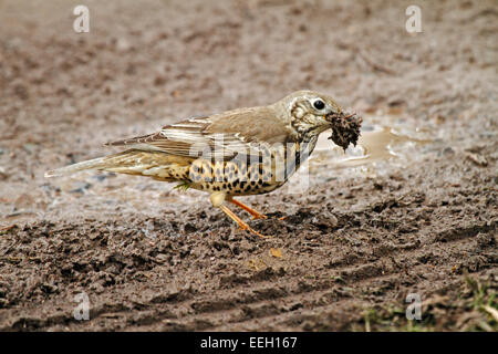 Tordo Mistle (Turdus viscivorus) - raccolta di materiale di nidificazione, fango alla linea il nido. Foto Stock