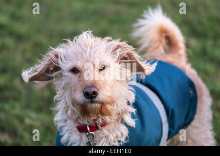 Labradoodle giallo in un mantello blu in un campo di erba Foto Stock