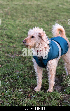 Labradoodle giallo in un mantello blu in un campo di erba Foto Stock