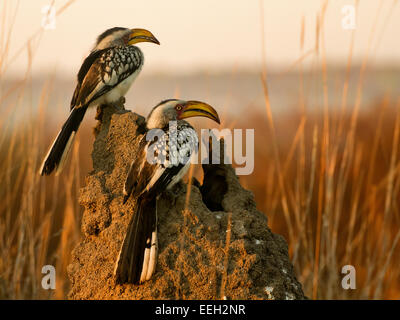 Southern Red-Billed Hornbills sul tumulo Termite Foto Stock