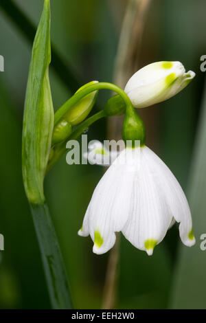 Fiori della fioritura invernale il simbolo del fiocco di neve di primavera lampadina, Leucojum aestivum Foto Stock