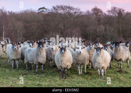 Mulo pecore in un campo verde Foto Stock