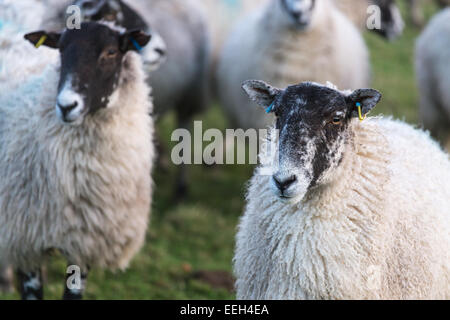 Mulo pecore in un campo verde Foto Stock