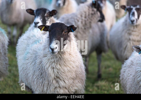 Mulo pecore in un campo verde Foto Stock