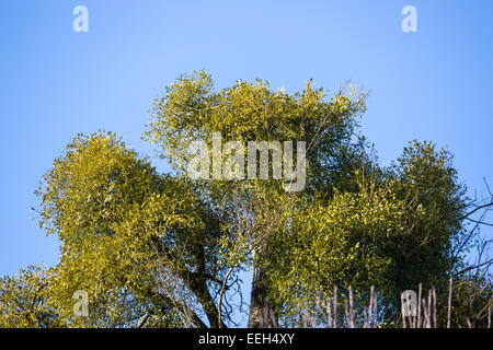 Grandi grumi verdi di vischio europeo, Viscum album, crescendo alla sommità di un albero in Inghilterra meridionale, con un cielo blu sullo sfondo Foto Stock