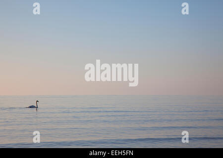 Swan nuoto in mare calmo con colori pastello in acqua e cielo. Foto Stock