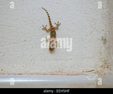 Una casa gecko visto su una parete interna di una casa nell'isola di Maiorca, SPAGNA Foto Stock