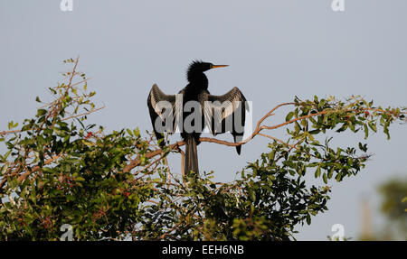 Anhinga (Anhinga anhinga) presso le boccole della Venezia Rookery nella Florida Centrale, America, STATI UNITI D'AMERICA Foto Stock