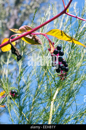 Pokeberries su un pokeberry pianta è una pianta infestante che si trovano comunemente in Stati Uniti orientali. (Phytolacca americana) Foto Stock