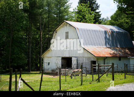 Un vecchio fienile con mulo a Hendersonville, North Carolina Foto Stock