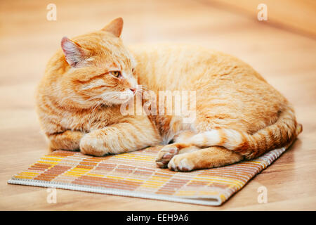 Tranquillo arancione Rosso tabby Cat cucciolo maschio avvolto a ricciolo Sdraiato sul letto sul pavimento in laminato. Foto Stock