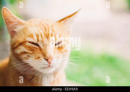 Gattino rosso gatto dorme all' aperto nel giorno di estate Foto Stock