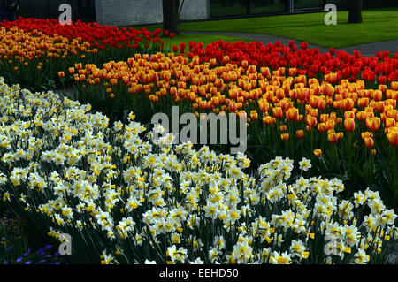 Letti misti di narcisi con Rosso e tulipani Yellow-Pink sul display in aiuole in giardino keukenhof olanda Foto Stock