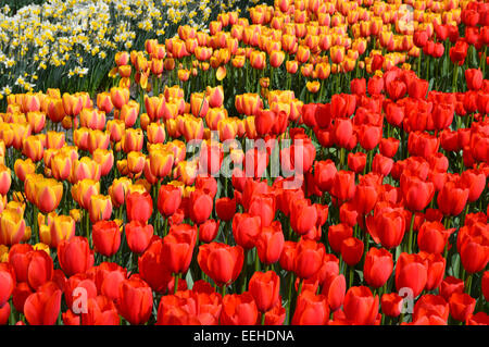 Letti misti di narcisi con Rosso e tulipani Yellow-Pink sul display in aiuole in giardino keukenhof olanda Foto Stock