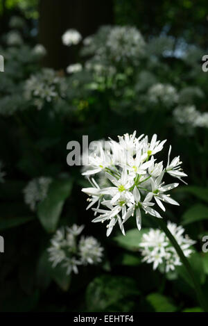 Fiori di Allium ursinum, (aglio selvatico) cresce in un bosco nello Yorkshire, Inghilterra nel mese di giugno. Le piante hanno un odore pungente. Foto Stock