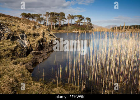 Irlanda, Co Galway, Ballynahinch, canne a bordo del lago Foto Stock