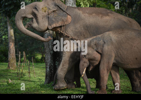 Per adulti e bambini di elefanti in modo Kambas National Park, Indonesia. Foto Stock