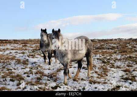 Wild Pony Welsh nella neve sulla montagna nera Rage Parco Nazionale di Brecon Beacons Carmarthenshire Galles Foto Stock