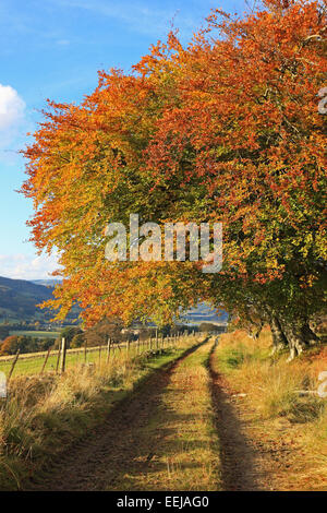 Bellissimo Albero in autunno il sole in Perthsire, Scotland Regno Unito Foto Stock
