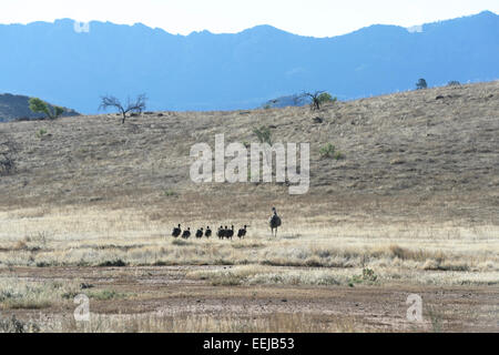 Una famiglia di emu (Dromaius novaehollandiae), Moralana Scenic Drive, Flinders Range, Sud Australia, SA, Australia Foto Stock