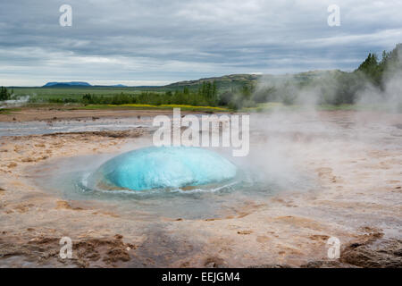 Strokkur geysir bolla pronta ad esplodere, Islanda in giugno Foto Stock
