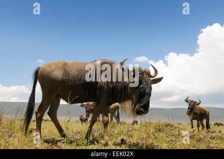 Blue Gnu (Connochaetes taurinus) pascolano sulla pianura nel cratere Ngorongor, esaminando la fotocamera da groundlevel, Foto Stock