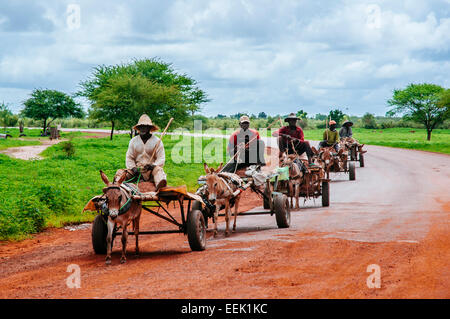 Gli uomini che viaggiano su carrelli di asino sulla strada, Senegal. Foto Stock