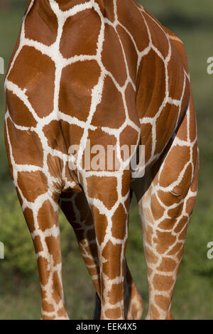 Chiudere la vista del corpo di una giraffa reticolato (Giraffa camelopardalis reticulata) per mostrare la caratteristica patterning di thi Foto Stock