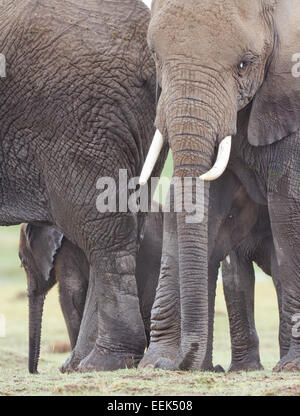 Gli elefanti africani e i vitelli (Loxodonta africana) nel Parco Nazionale della Sierra Nevada, Spagna Foto Stock