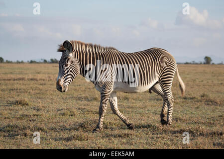 Lone di Grevy Zebra stallone (Equus grevyi) camminare su una pianura erbosa Foto Stock