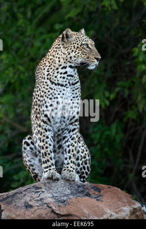 Leopard femmina (Panthera pardus) seduto su una roccia in cerca di preda Foto Stock