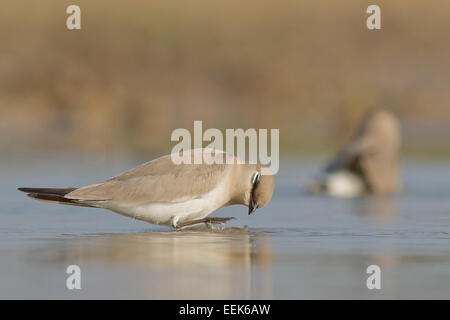 Piccolo pratincole, poco pratincole o piccole pratincole indiano (Glareola lactea) la balneazione Foto Stock