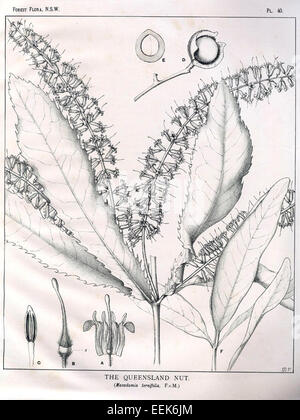 La macadamia ternifolia è una specie di alberi originaria dell'Australia, meglio conosciuta per le sue noci commestibili. È comunemente coltivata per il suo valore economico nella produzione di noci di macadamia, che sono un prodotto agricolo fondamentale. Foto Stock