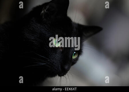 Chiusura del gatto nero con gli occhi verdi Foto Stock