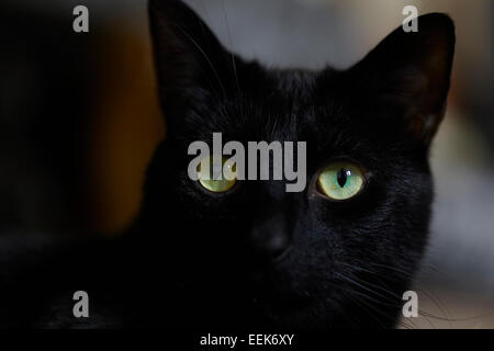 Chiusura del gatto nero con gli occhi verdi Foto Stock