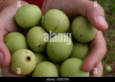 La birrea Sclerocarya, comunemente nota come la marula, è un albero deciduo originario dell'Africa meridionale e occidentale. Produce frutta commestibile ricca di vitamina C, consumata fresca o utilizzata per produrre bevande come il liquore alla crema di Amarula. Il legno dell'albero è apprezzato per la lavorazione, e le sue foglie hanno usi medicinali. Foto Stock