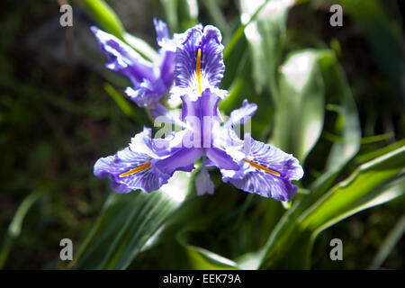 Iris Viola flower bloom, trovata su un impianto crescente selvatici. Iris planifolia Foto Stock