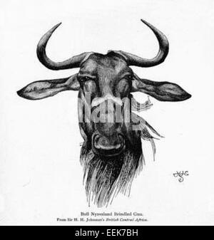 La GNU del Nyassaland, ora nota come GNU nero (Connochaetes gnou), è una grande antilope originaria dell'Africa meridionale. Caratterizzato dal suo rivestimento nero con sottoparti bianche e distintive marcature facciali, abita praterie e boschi aperti. Gli sforzi di conservazione sono stati cruciali per proteggere questa specie dal bracconaggio e dalla perdita dell'habitat. Foto Stock