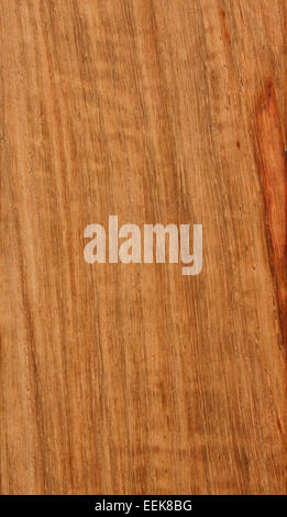 Il Pterocarpus angolensis, comunemente noto come teak africano, è un albero di legno duro originario dell'Africa tropicale. È apprezzato per il suo legno resistente e durevole, utilizzato nella costruzione e nella produzione di mobili. L'albero è anche importante dal punto di vista ecologico ed economico nelle sue regioni native. Foto Stock